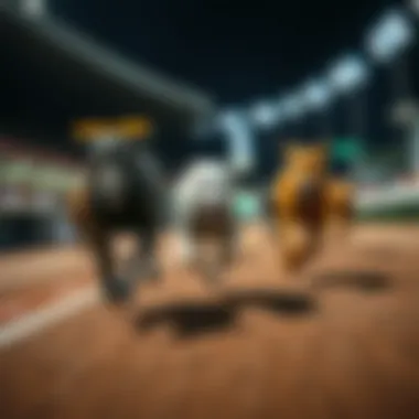 Greyhound racing track with dogs in motion